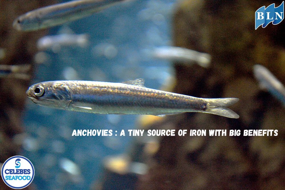 Anchovies : A Tiny Source of Iron with Big Benefits